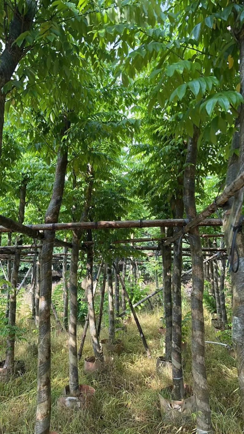 （黄花梨）3-8公分大量现货供应，有需要的老板联系