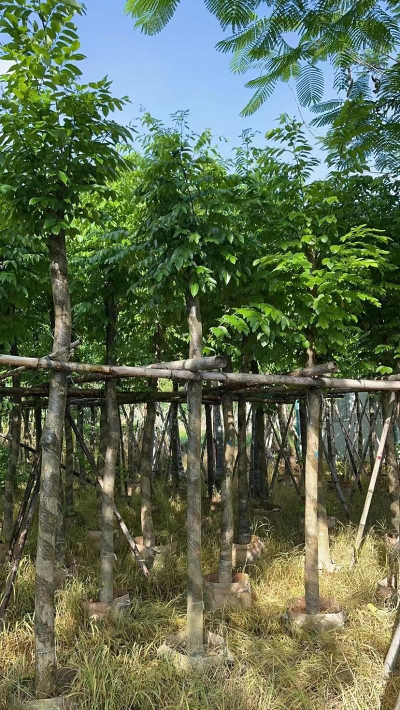 （黄花梨）3-8公分大量现货供应，有需要的老板联系