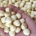 江西新鲜莲子通心莲子纯手工大粒莲子米大量批发