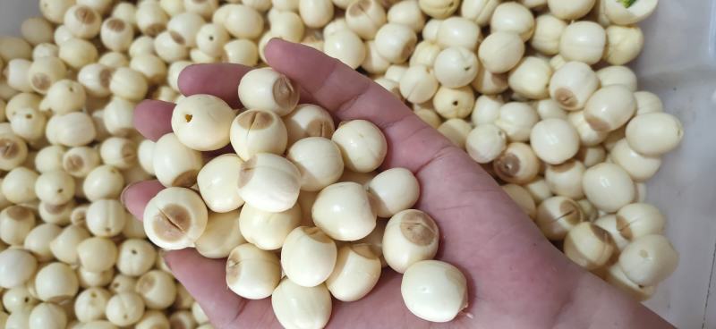 江西新鲜莲子通心莲子纯手工大粒莲子米大量批发