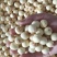 江西新鲜莲子通心莲子纯手工大粒莲子米大量批发