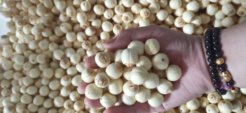江西新鲜莲子通心莲子纯手工大粒莲子米大量批发
