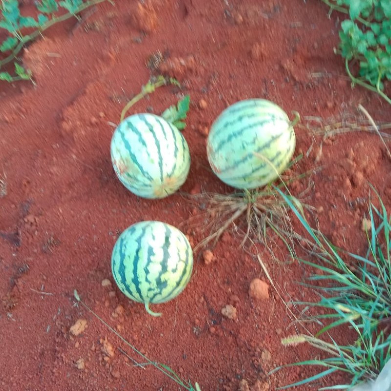 石头瓜，坡地瓜大量有货，请尽快联系