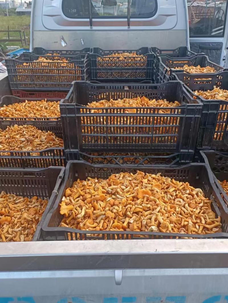 鸡油菌产地一手货源野生鸡油菌代收代发质量保证
