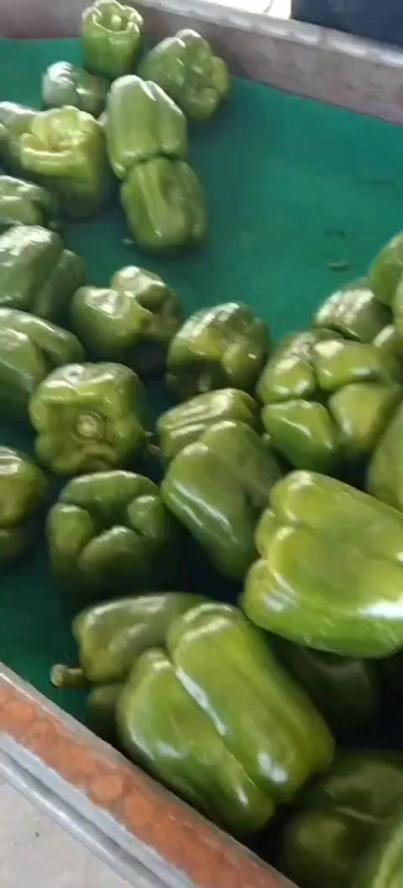 大量圆椒上市了，