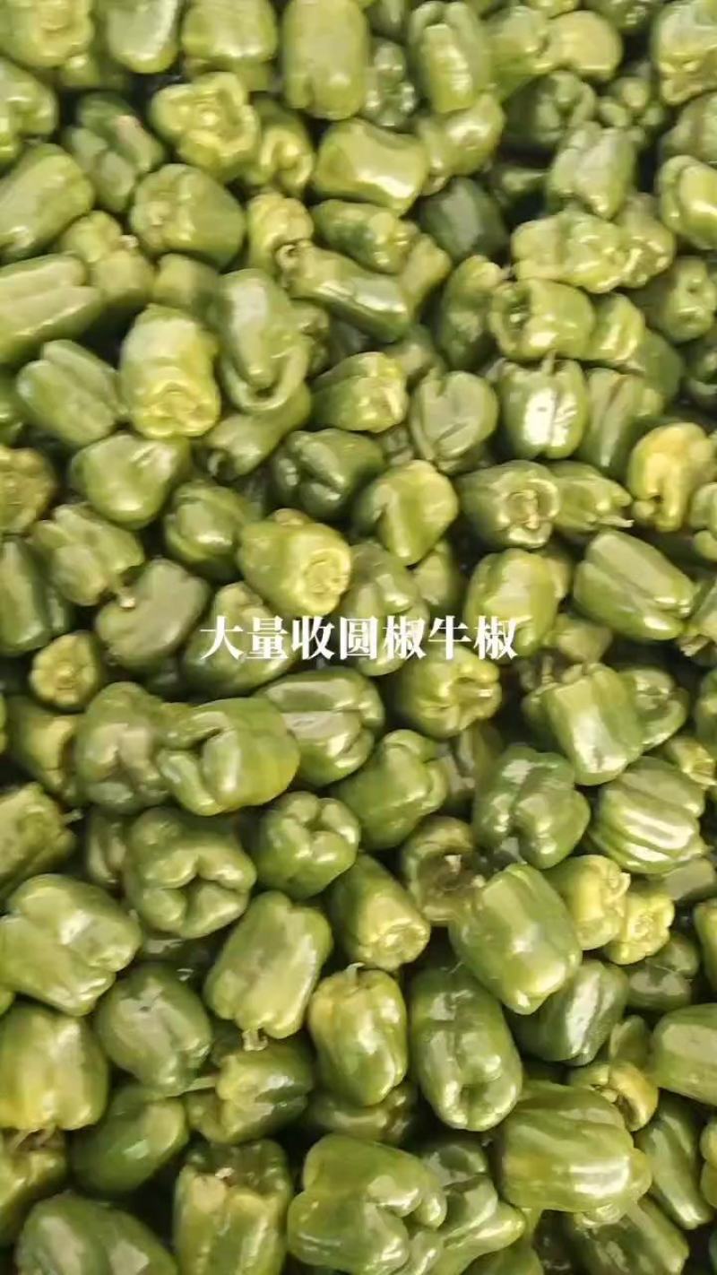 大量圆椒上市了，