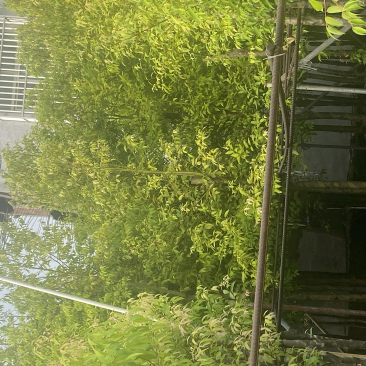 天竺桂，别名阴香6-12公分各种规格齐全，有需要来电咨询