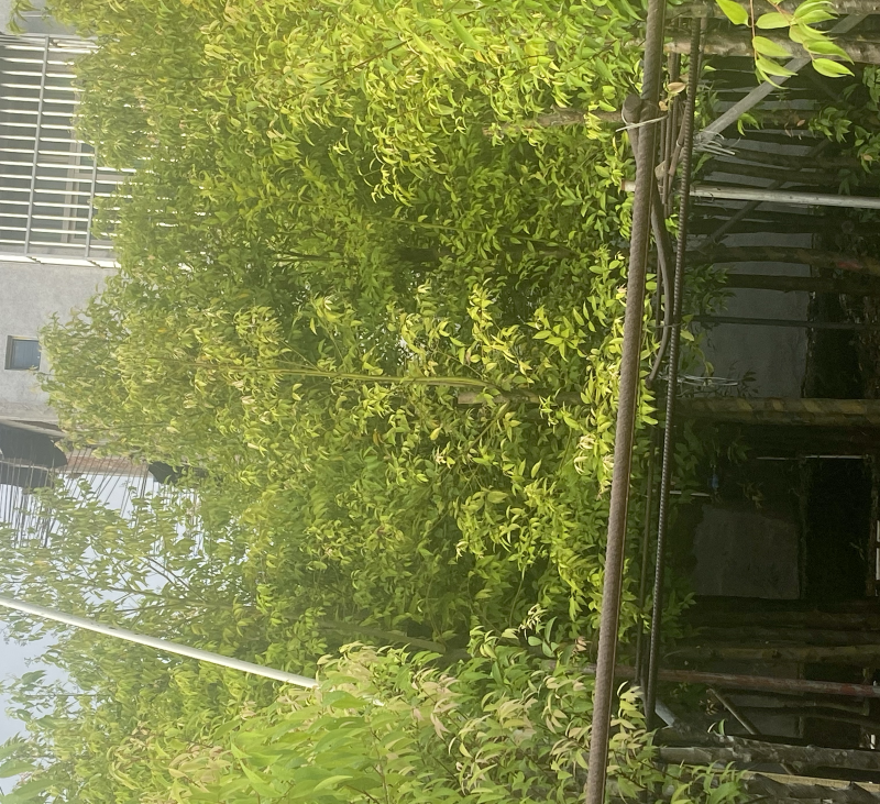 天竺桂，别名阴香6-12公分各种规格齐全，有需要来电咨询