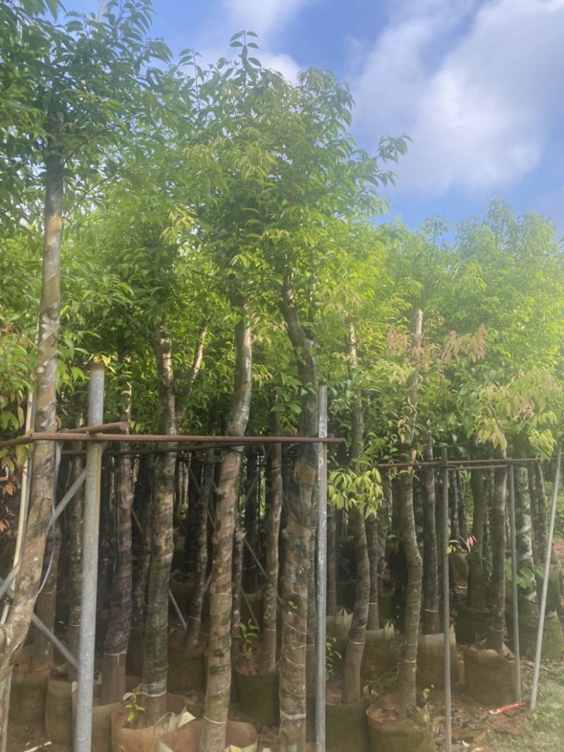 天竺桂，别名阴香6-12公分各种规格齐全，有需要来电咨询