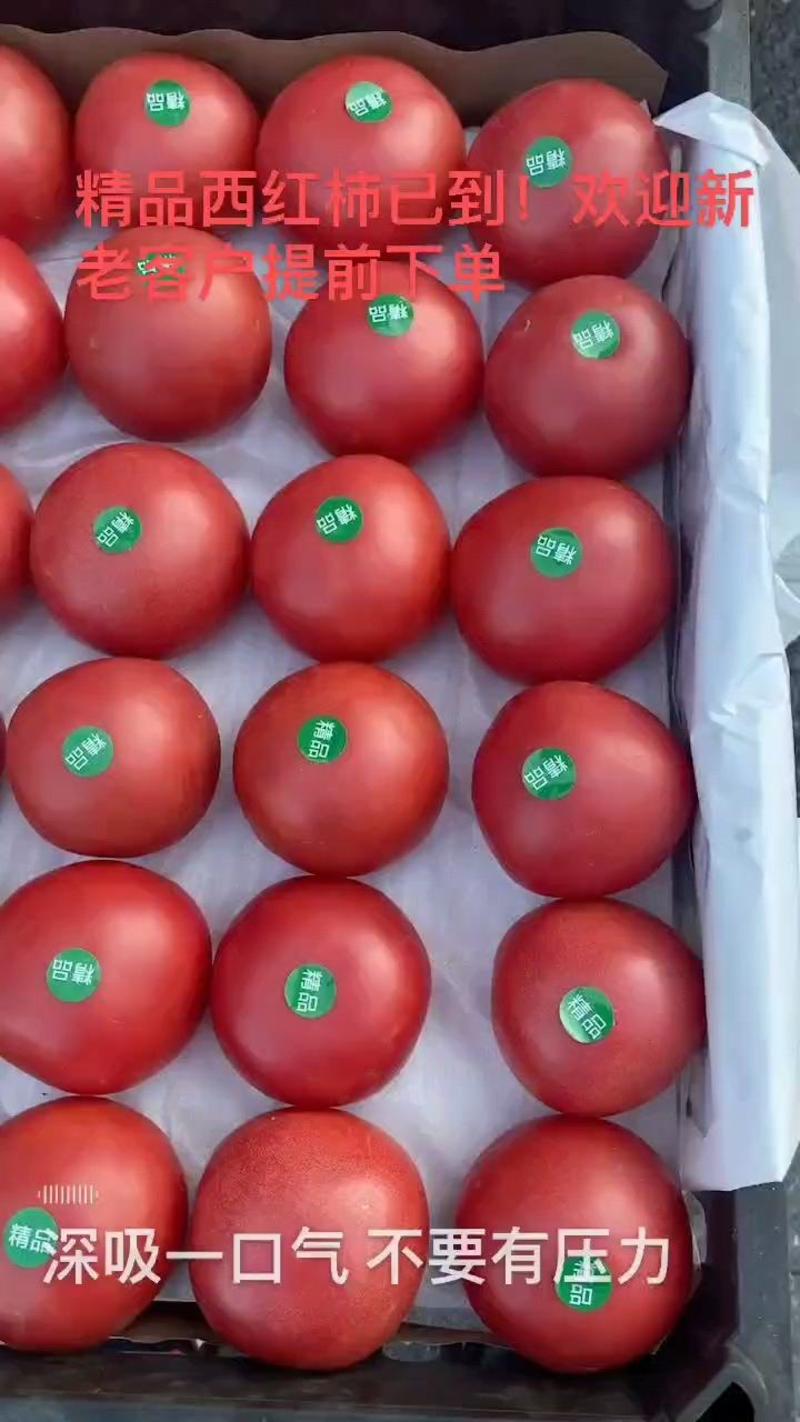 （推荐）精品大红西红柿大量上市，需要的老板提前联系。