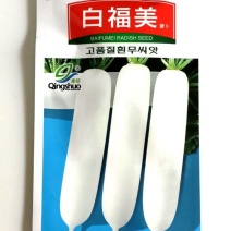 白萝卜种子60天夏早萝卜高产不糠心早熟耐热耐寒萝卜种子