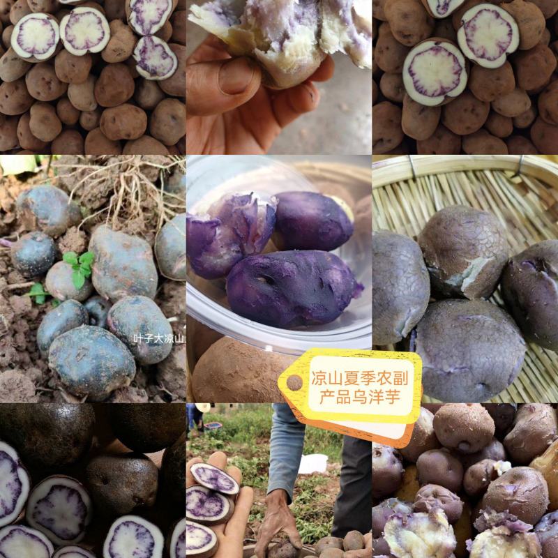 凉山高山乌洋芋