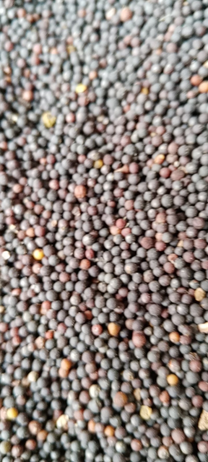 油菜籽