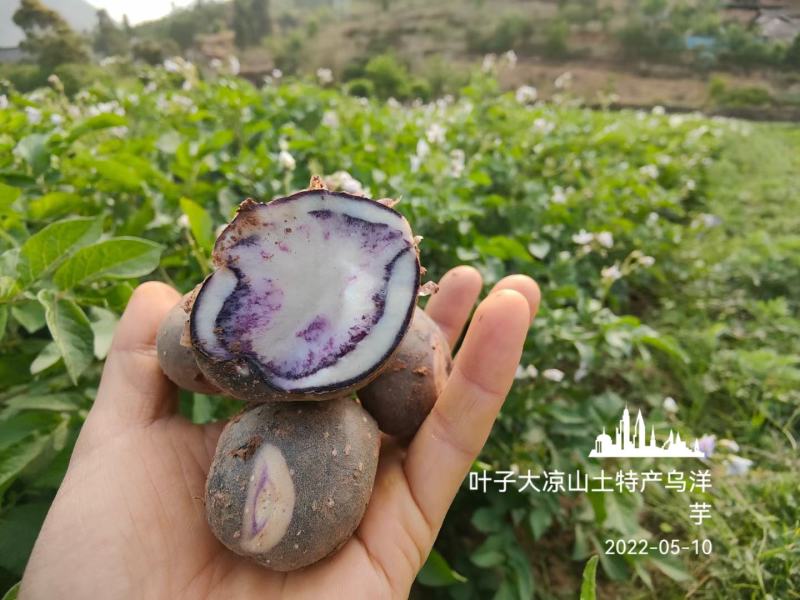 凉山高山乌洋芋