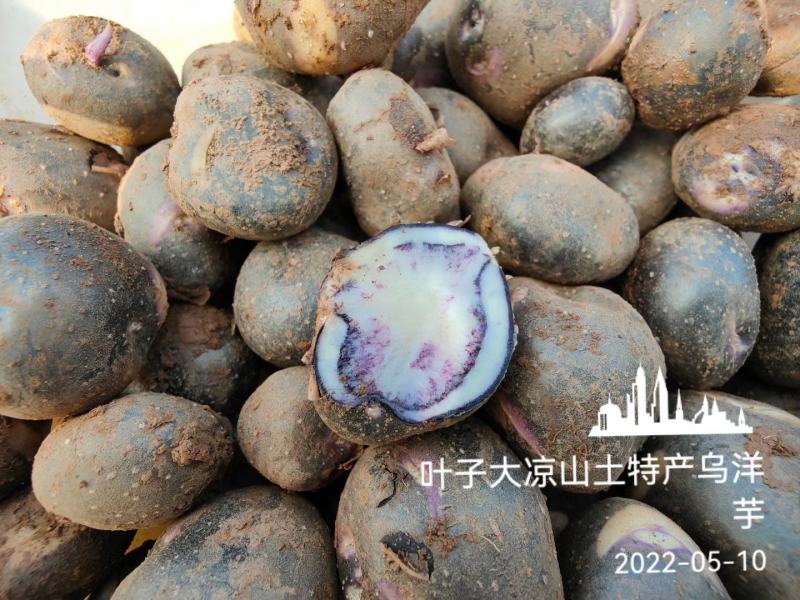 凉山高山乌洋芋