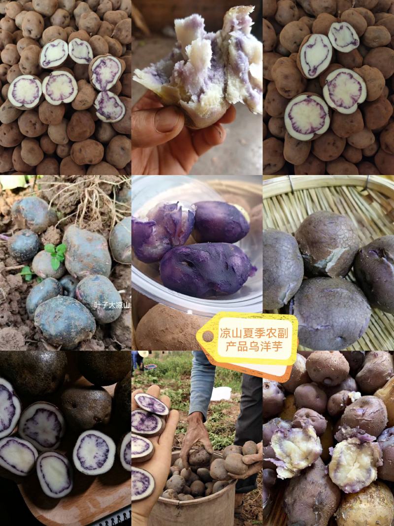 凉山高山乌洋芋