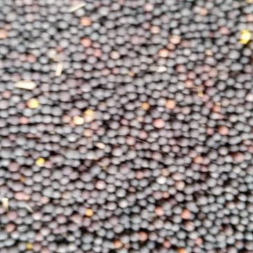 油菜籽
