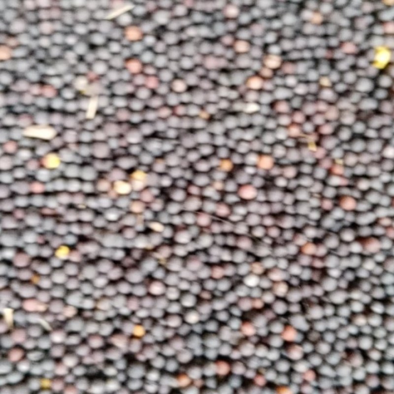 油菜籽
