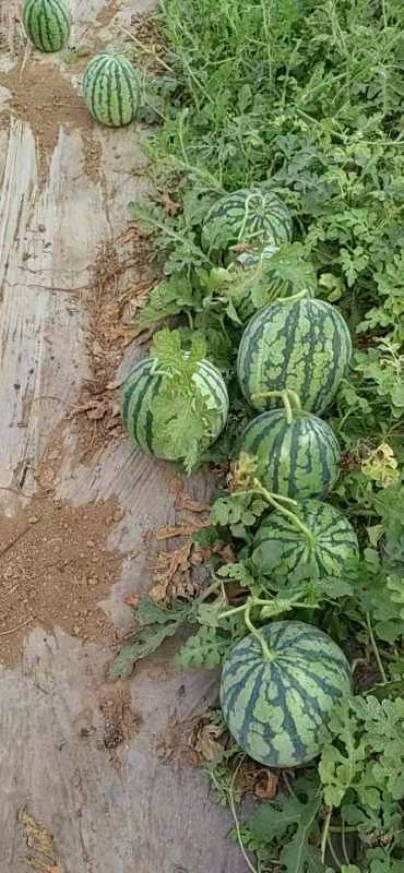 美都大棚西瓜
