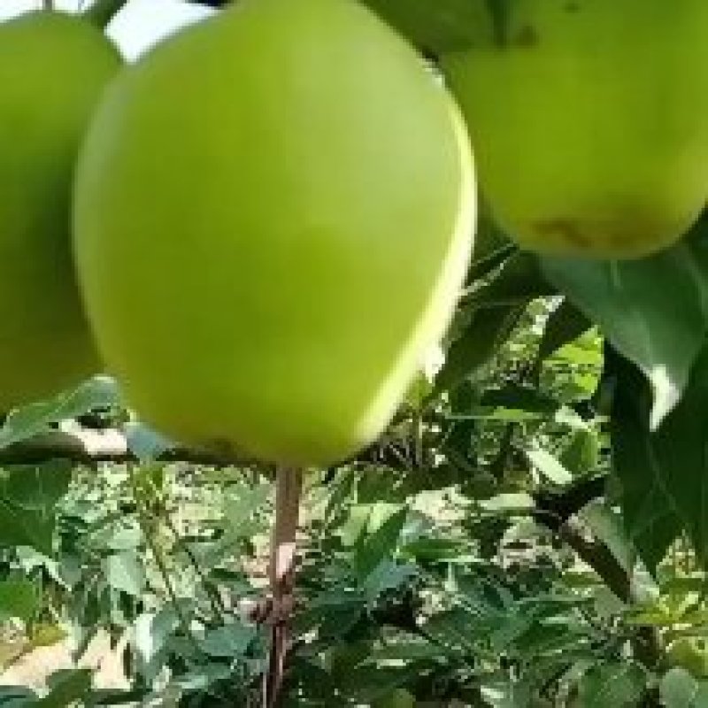 阳信早酥梨