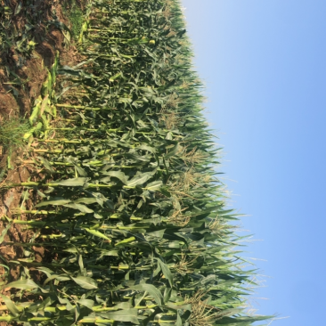 白糯玉米