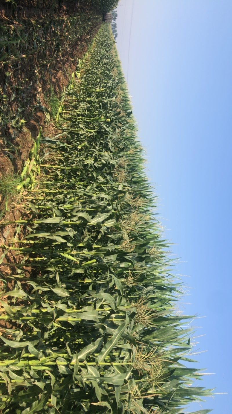 白糯玉米