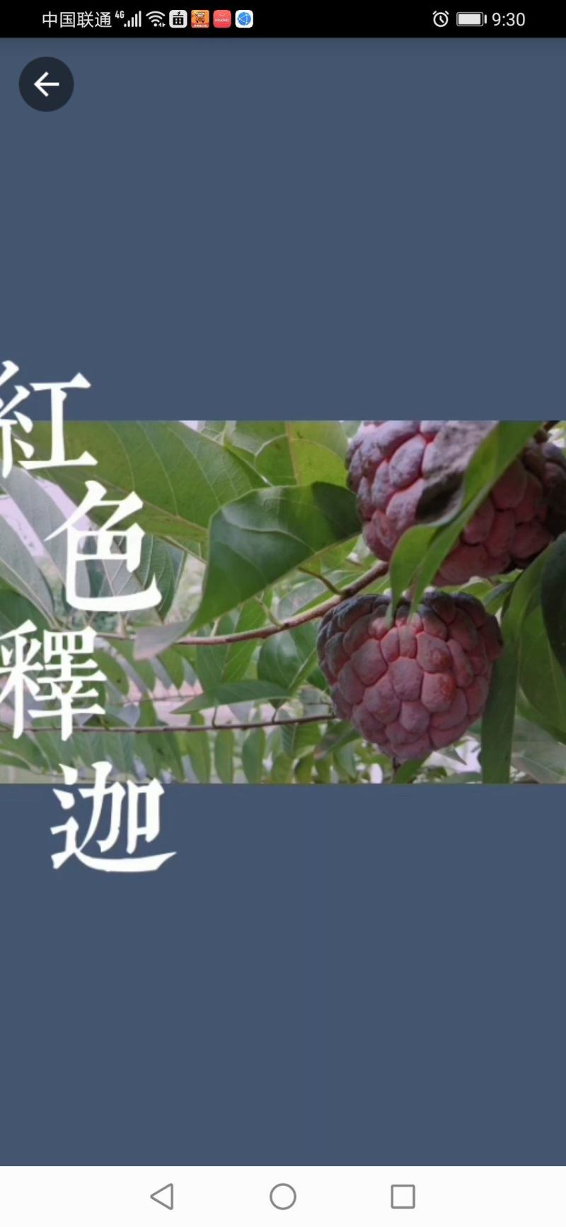 来自中国大陆最南端热带水果，红玫释迦果，水果中的贵族产品
