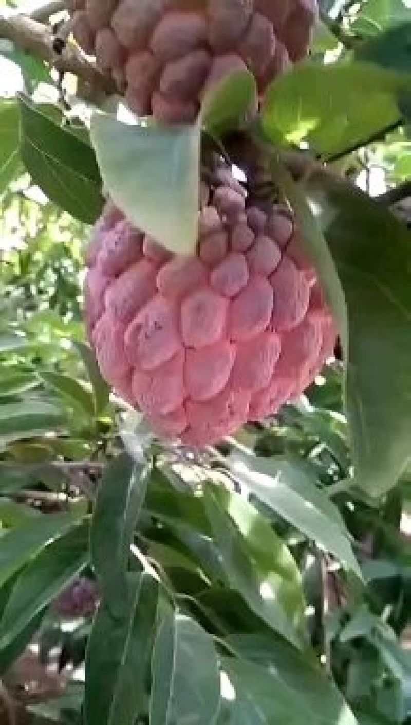 来自中国大陆最南端热带水果，红玫释迦果，水果中的贵族产品