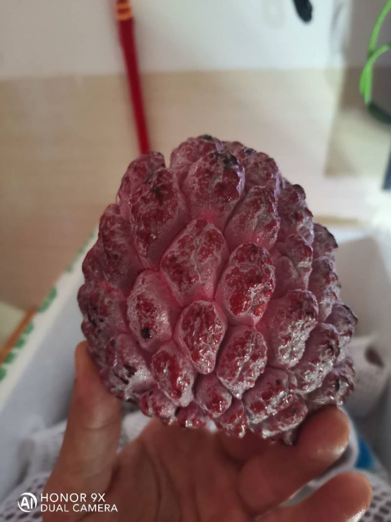 来自中国大陆最南端热带水果，红玫释迦果，水果中的贵族产品
