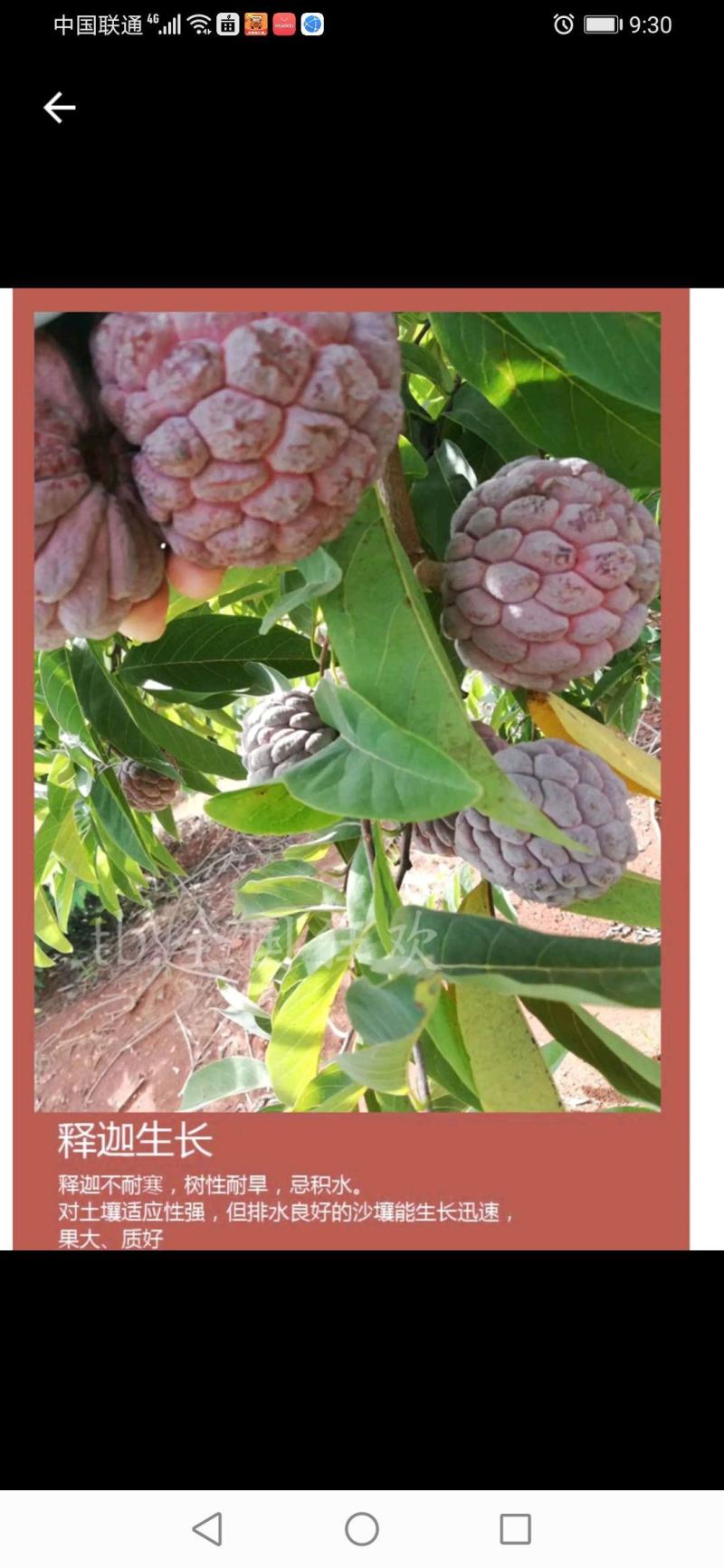 来自中国大陆最南端热带水果，红玫释迦果，水果中的贵族产品