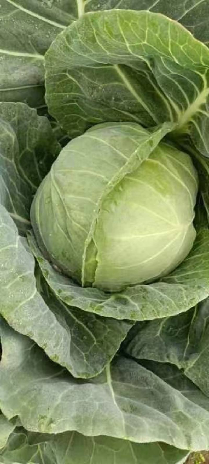 兰州高原夏季蔬菜