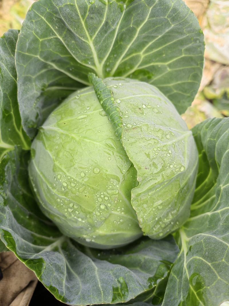 兰州高原夏季蔬菜