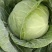 兰州高原夏季蔬菜