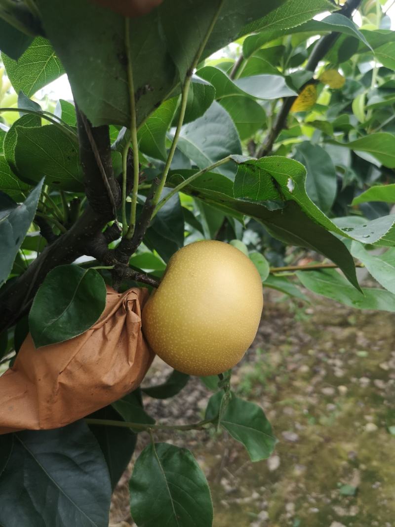 大量轻微冰雹伤果，秋月，新高