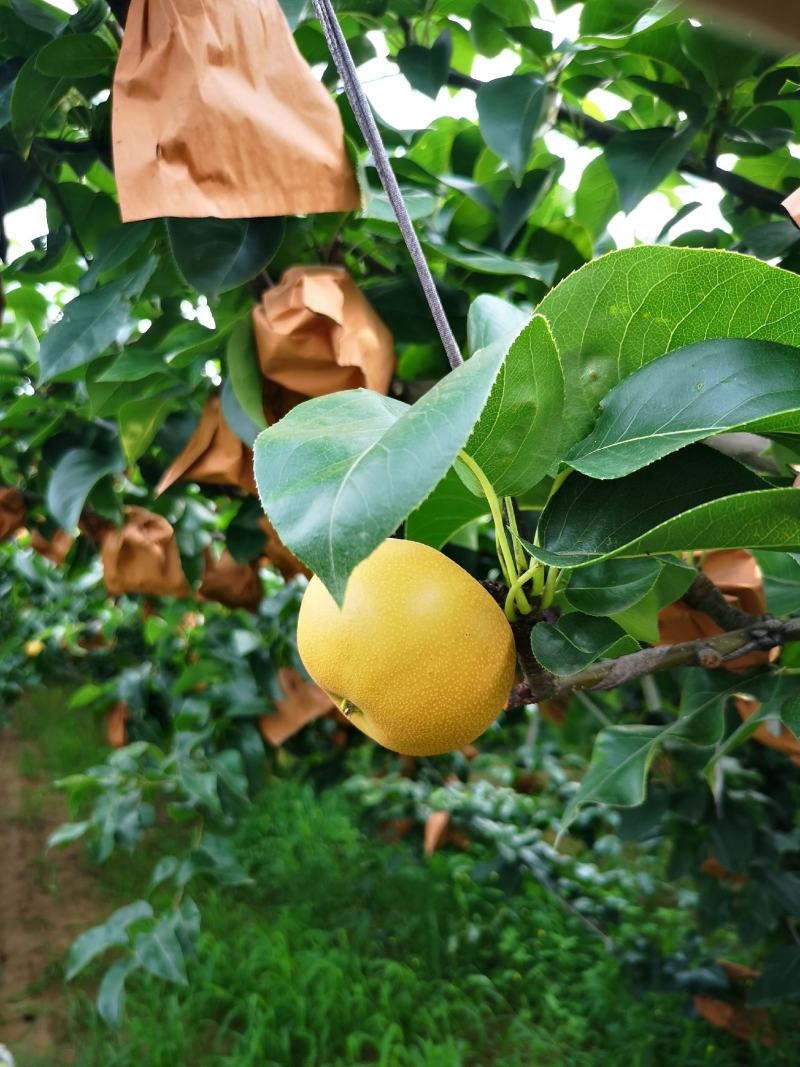 大量轻微冰雹伤果，秋月，新高