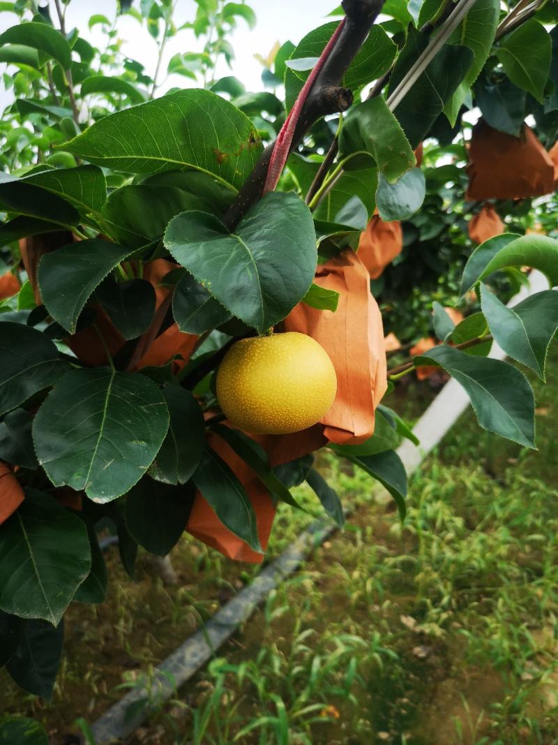 大量轻微冰雹伤果，秋月，新高