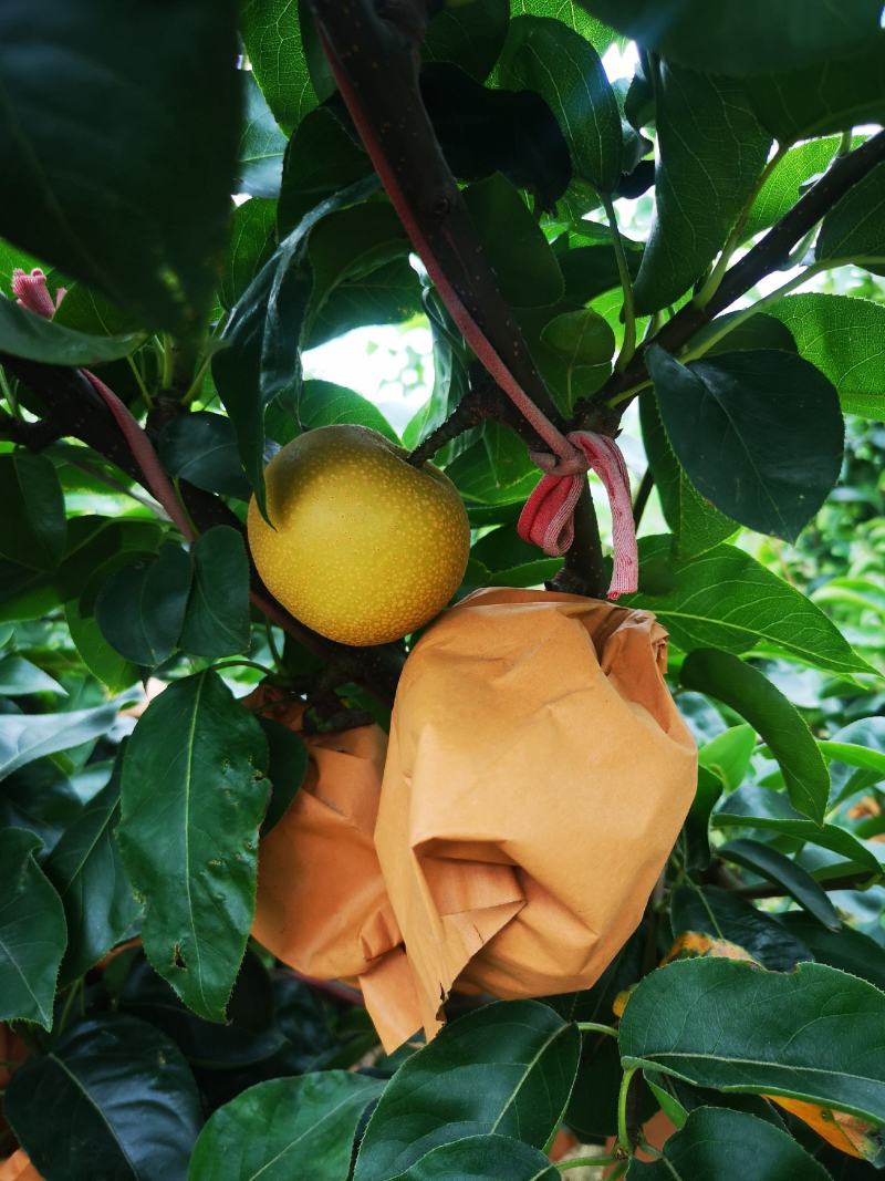 大量轻微冰雹伤果，秋月，新高