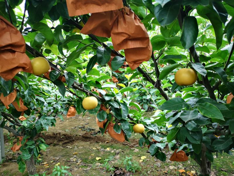大量轻微冰雹伤果，秋月，新高