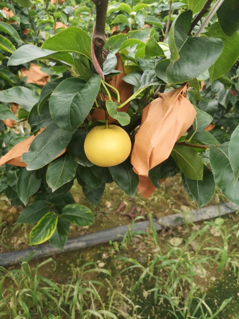 大量轻微冰雹伤果，秋月，新高