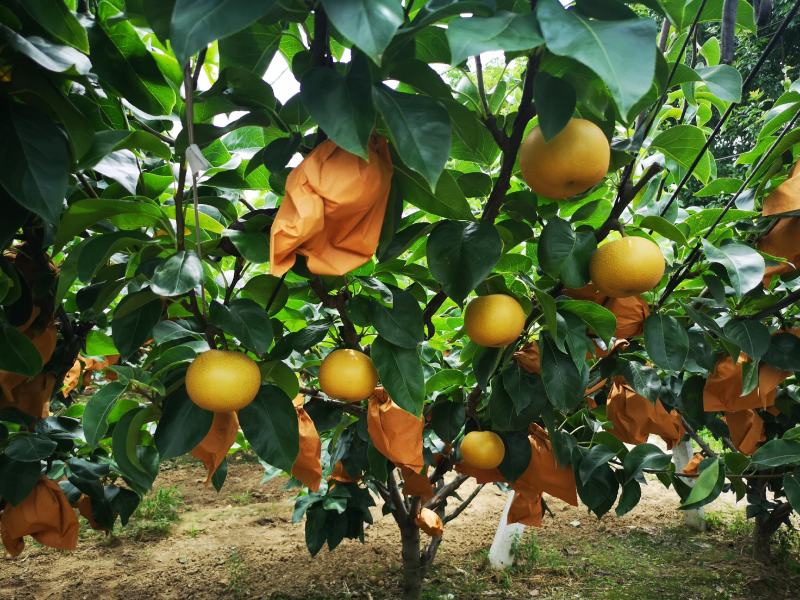 大量轻微冰雹伤果，秋月，新高