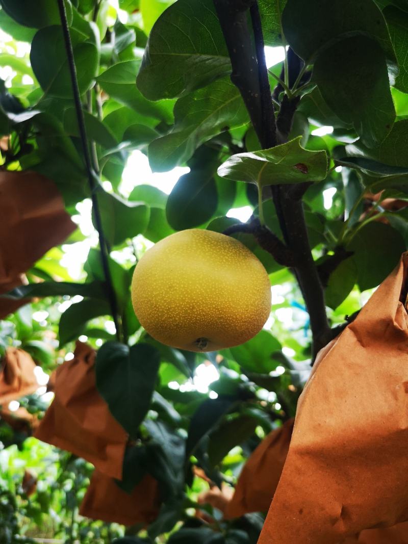 大量轻微冰雹伤果，秋月，新高
