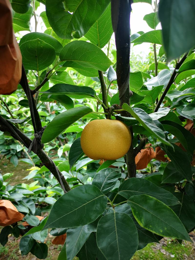 大量轻微冰雹伤果，秋月，新高