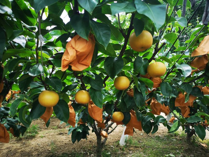 大量轻微冰雹伤果，秋月，新高