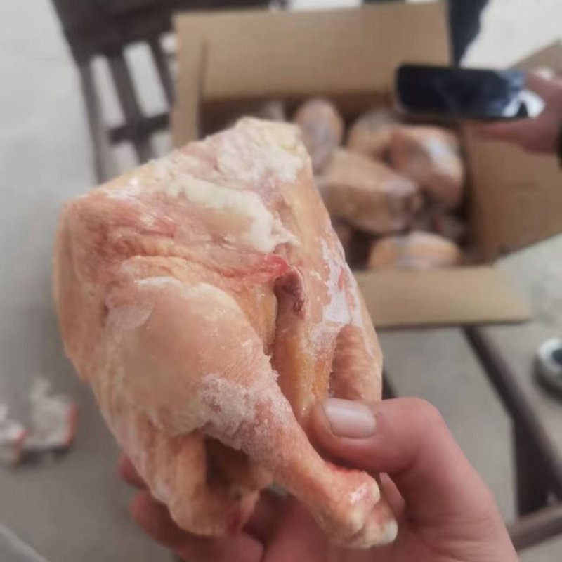 36只西装鸡
