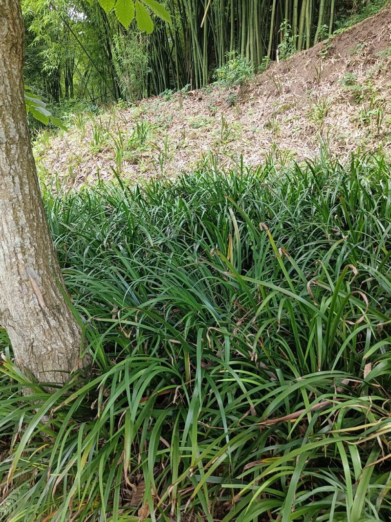 茴香菖蒲苗茴香菖蒲全身是宝，叶子可食用块茎可入药