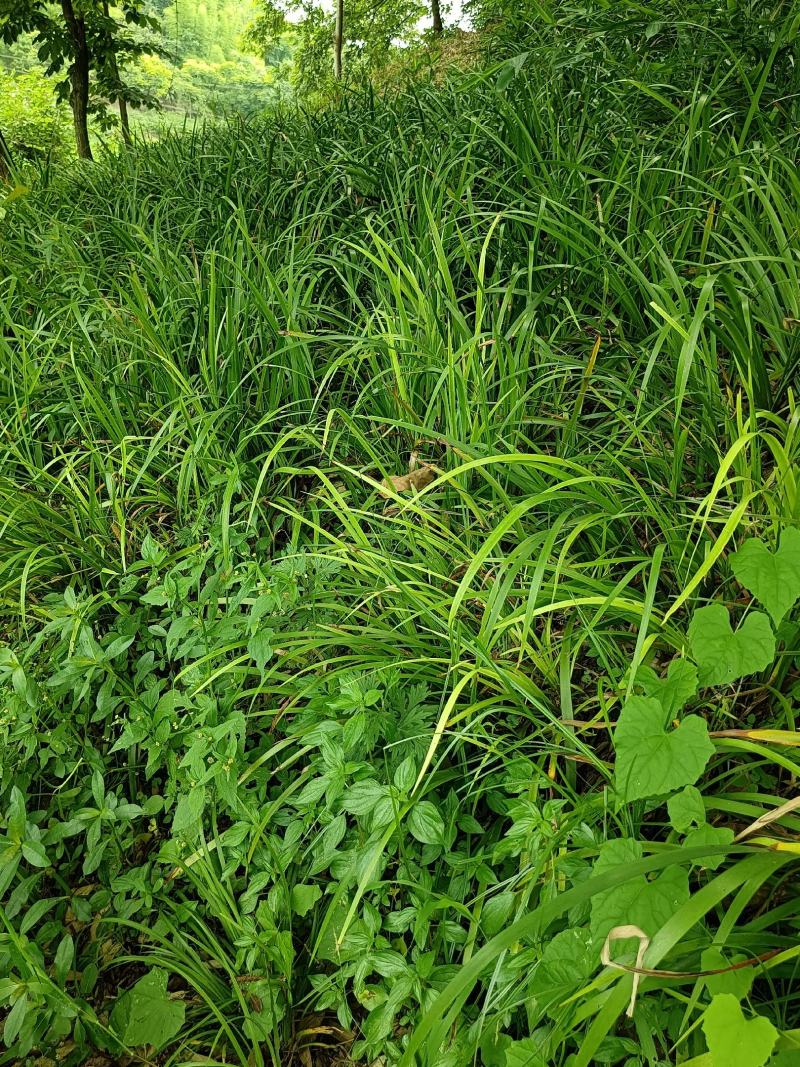 茴香菖蒲苗茴香菖蒲全身是宝，叶子可食用块茎可入药