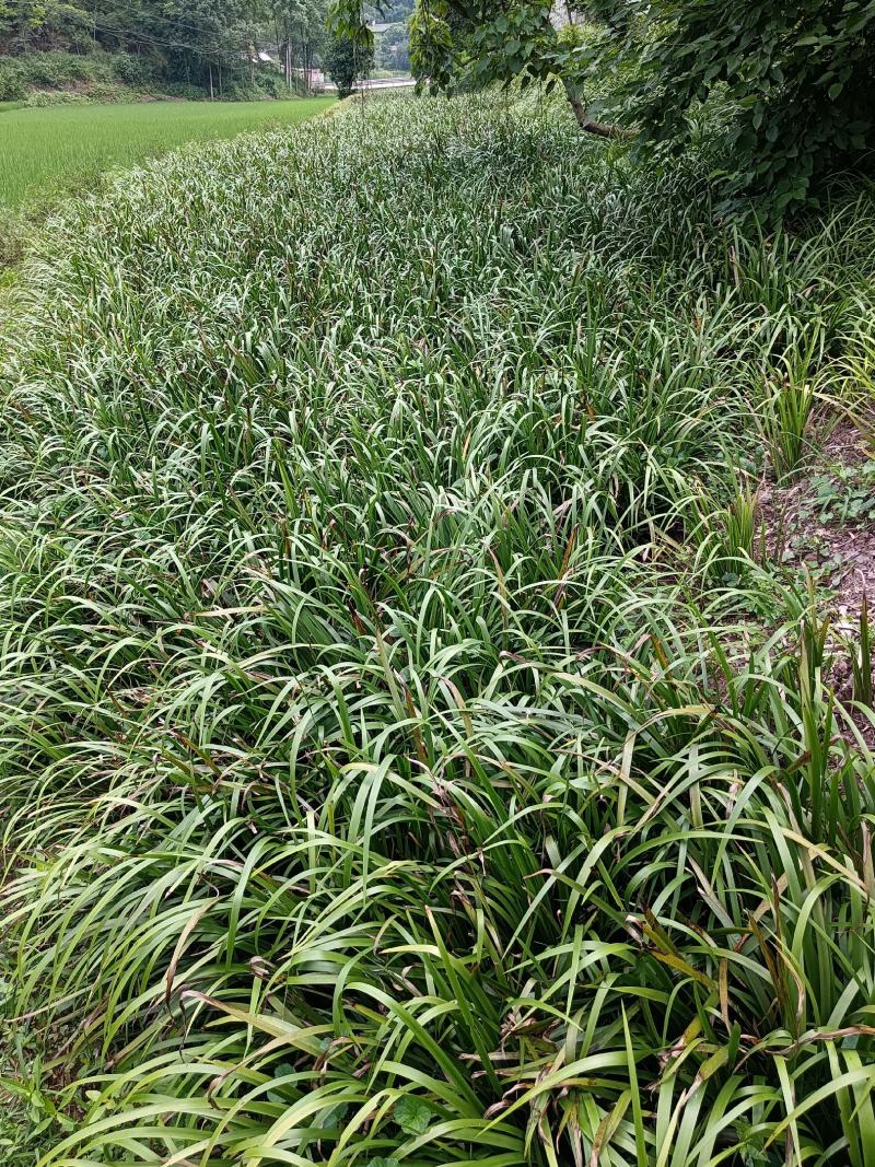 茴香菖蒲苗茴香菖蒲全身是宝，叶子可食用块茎可入药