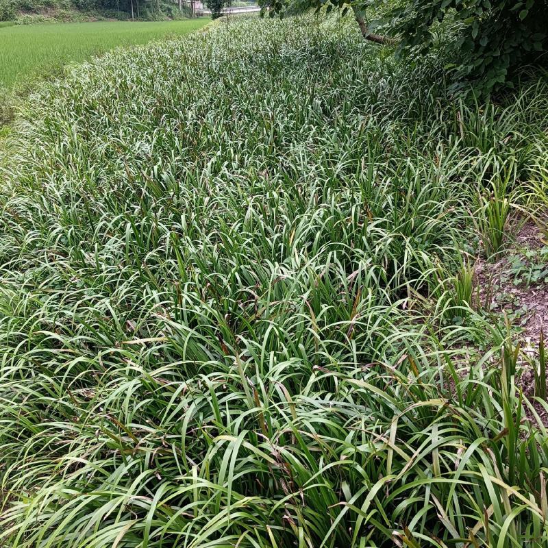 茴香菖蒲苗茴香菖蒲全身是宝，叶子可食用块茎可入药