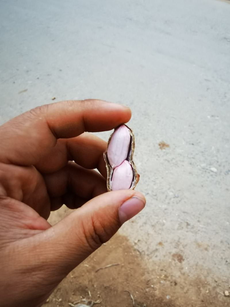 山东潍坊白沙系列鲜花生，沙土丘陵种植！粒粒饱满，层层过筛