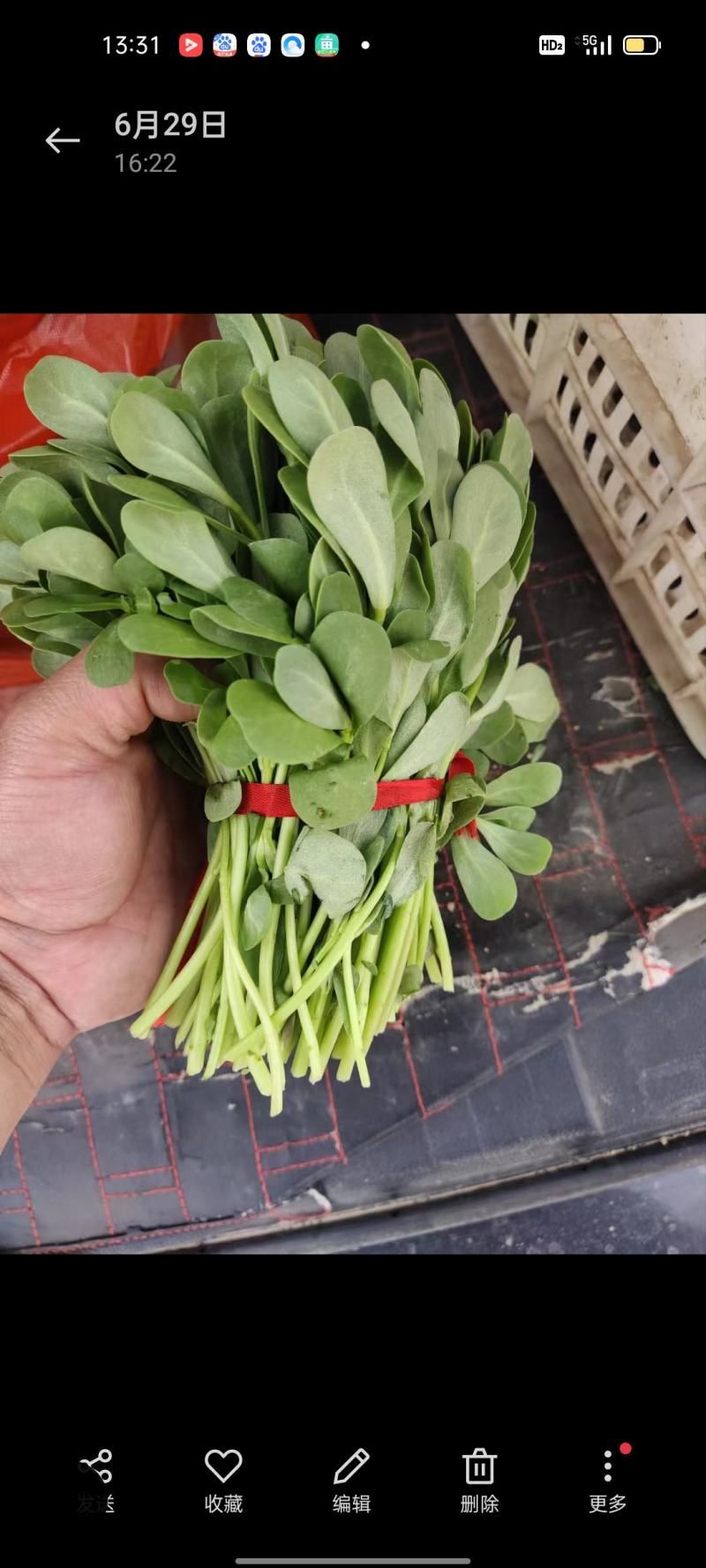 马齿笕鲜货，冷链运输，食用嫩货，通货价格1元